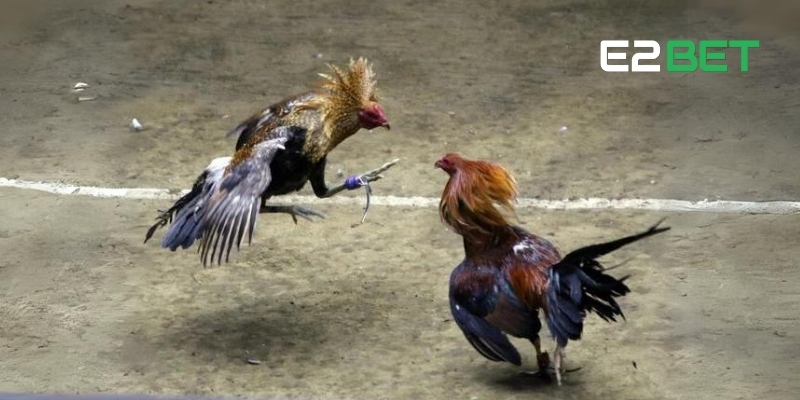 Kèo Wala Là Gì? Hướng Dẫn Chiến Thuật Cá Cược Thắng Tại E2BET 2 Kèo Wala mang đến cơ hội cá cược hấp dẫn và dễ dàng thắng lớn